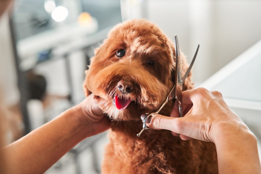 Tosar ou não tosar cachorro no verão Veterinária responde